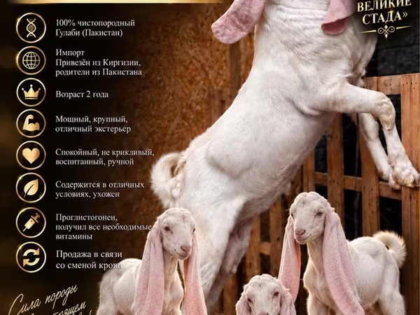 Kozioł, Gulabi goats