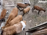 公羊, Cameroon sheep — 照片 3