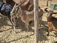 बकरी, Nubian Goat — फ़ोटो 2