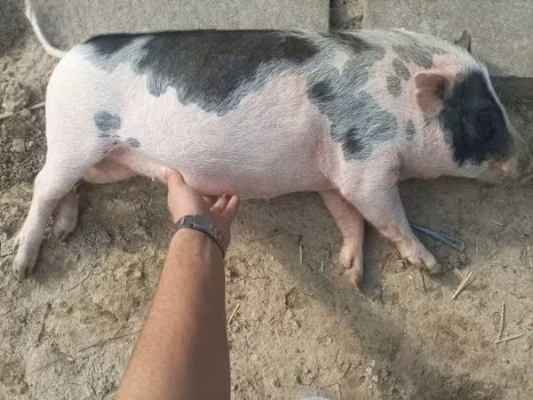 Locha,  — Węgry