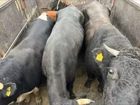 Byk, Russian Black pied cattle — zdjęcie 4
