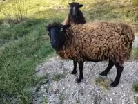 Ovelha, Ouessant sheep — foto 1