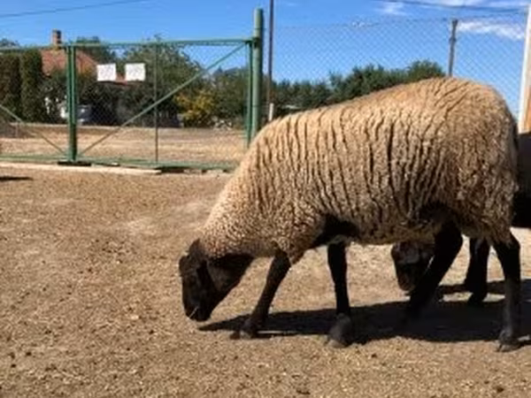 मेढ़ा, Suffolk sheep