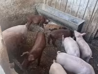Pigs (batch, sex not specified), Топигс Норсвин — photo 2