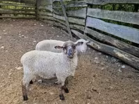 भेड़, White Suffolk sheep — फ़ोटो 3
