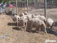 母羊, Sheep — 照片 3
