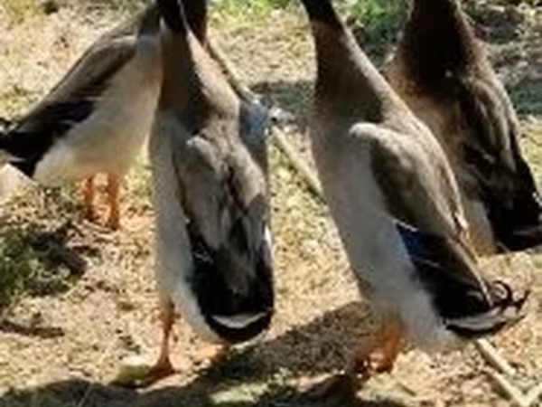 Indian Runner — Hungria