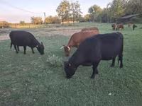 Cow, Dexter — photo 3