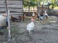 Chickens — الصورة 5
