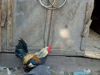 Bantam — fotografija 1