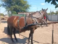 Toychoq, Nonius horse — 3-rasm