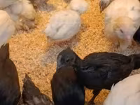 Ayam Cemani — zdjęcie 2