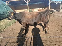 母牛, Jersey breed — 照片 1