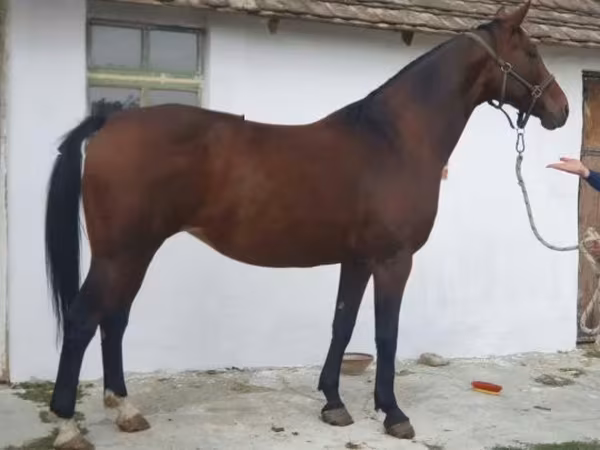 Égua, Cavalos