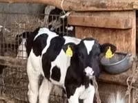 Bulle, Russian Black pied cattle — Foto 1