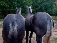 Aygʻir, Percheron — 2-rasm