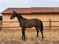 At, Hungarian horse breed — foto 1