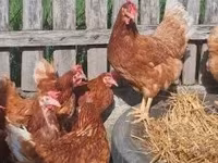 Chickens — Foto 4