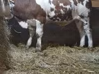 Buğa, Simmental cattle — foto 3