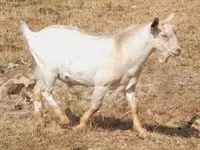 Koza, Nubian Goat — fotografija 5
