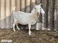 Jarac, Saanen goat — fotografija 3