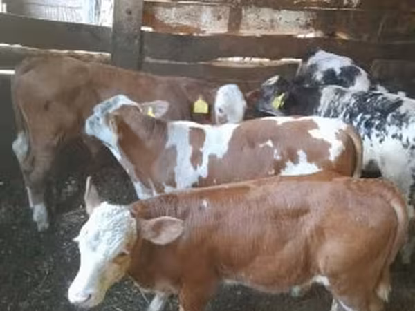 ثور, Simmental cattle