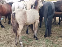 Cheval, Chevaux — photo 5