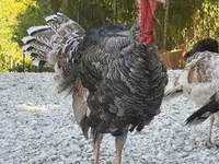 Turkeys — Foto 2