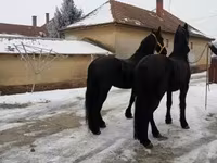 Cavalo, Friesian — foto 7