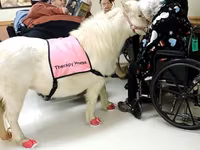 Kobila, Miniature horse — fotografija 5