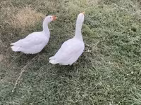 Geese — zdjęcie 2