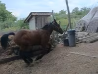 Horse (M), Horses — photo 1