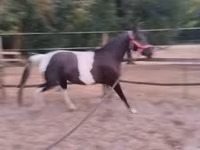 Kobyła, Appaloosa — zdjęcie 2