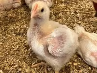 Chickens — 照片 3