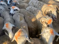 Ram, Sheep — photo 3