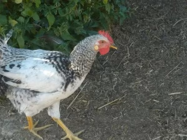 Chickens — Угорщина
