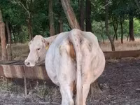 母牛, Charolais cattle — 照片 8