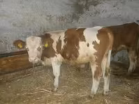 雄牛, Simmental cattle — 写真 3