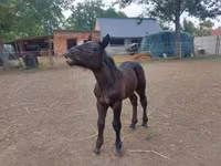 Égua, Hungarian horse breed — foto 4