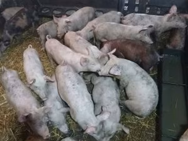 Свиньи (партия, пол не указан), Свиньи