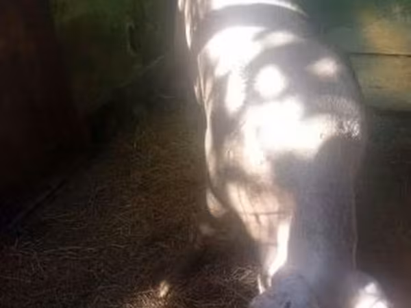 خنزيرة, الخنازير