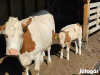 Krava, Simmental cattle — fotografija 5