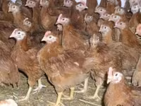 Chickens — foto 3