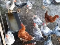 Chickens — फ़ोटो 3