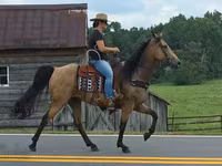 Kobila, Missouri foxtrotter — fotografija 8
