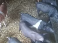 मादा सूअर, सूअर — फ़ोटो 1