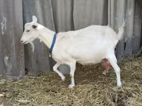 Billy Goat, Saanen goat — photo 8