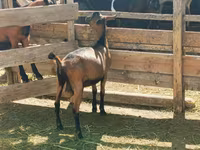 Jarac, Nubian Goat — fotografija 5