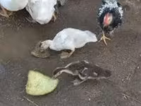 Ducks — foto 1