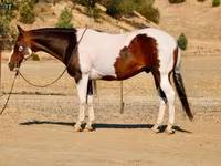 Pastuv, National Show Horse — fotografija 8